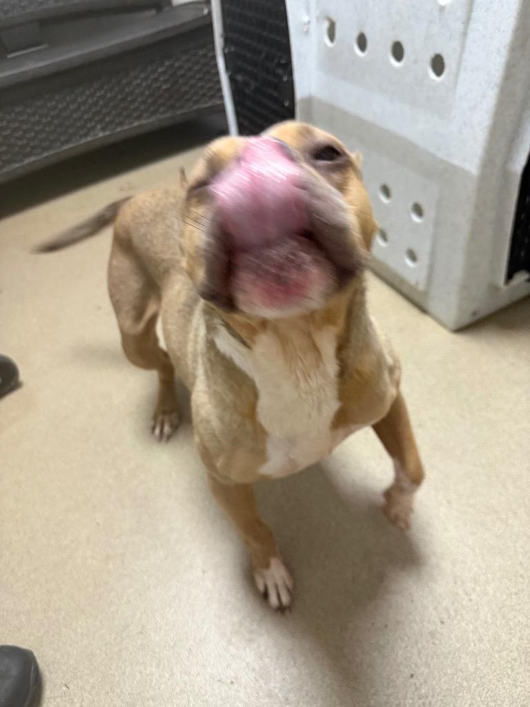 Enlarge Mable, a Adoptable Pit Bull Terrier in New Manchester, WV image 5/6