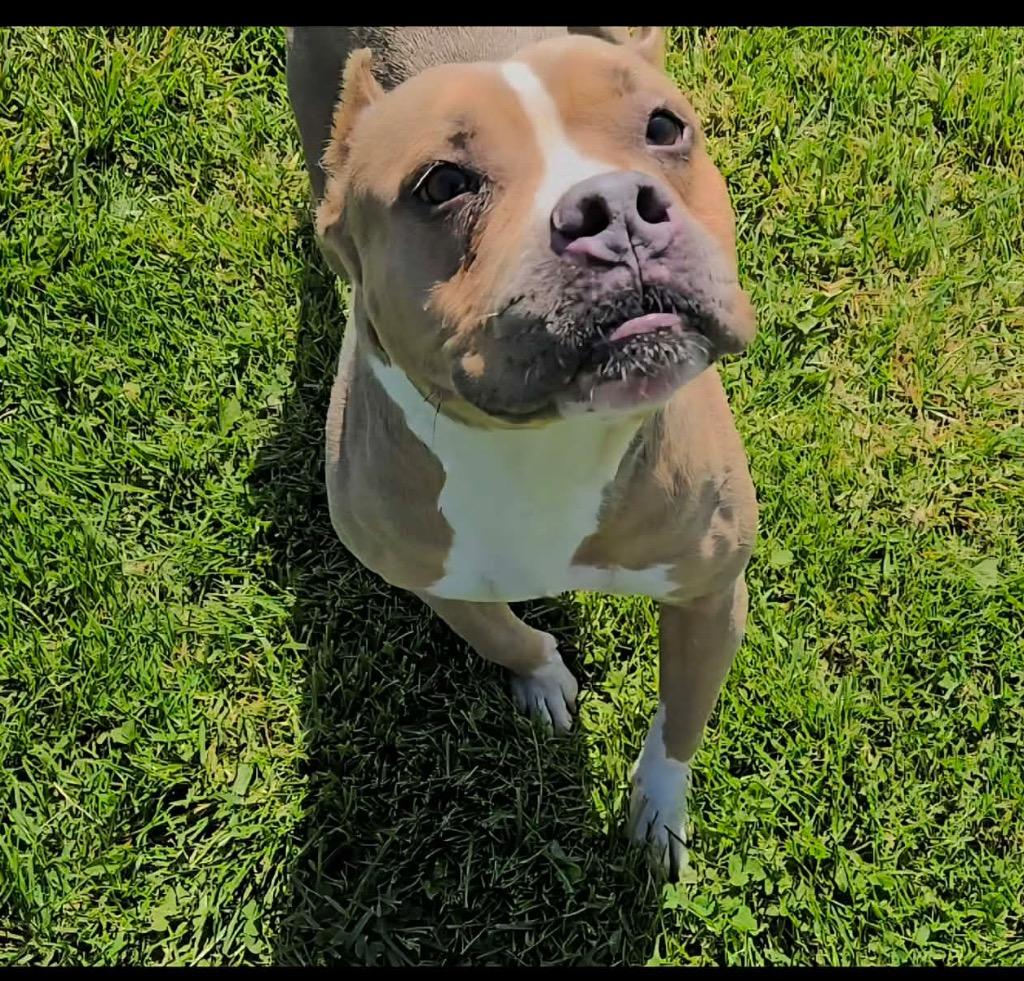 Enlarge Mable, a Adoptable Pit Bull Terrier in New Manchester, WV image 6/6