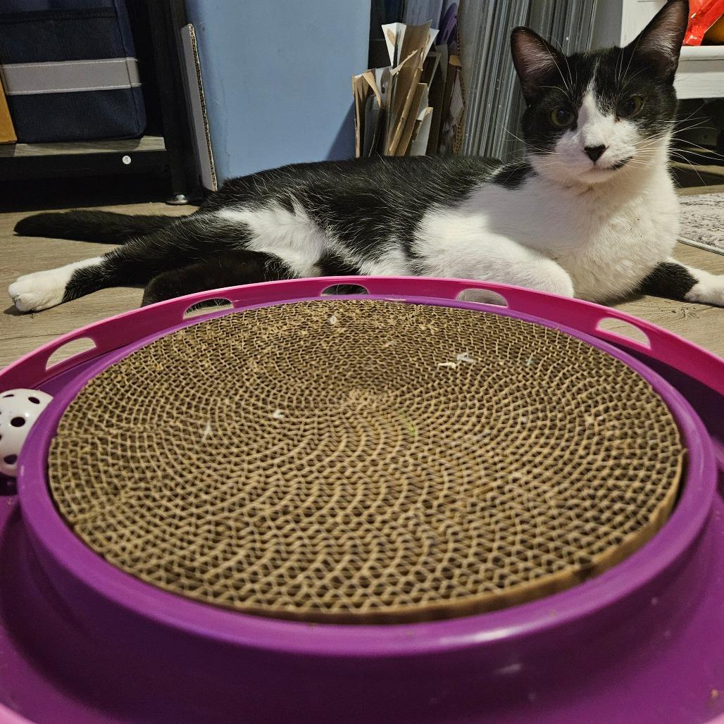 Miro, Adoptable, Young Male Domestic Short Hair.