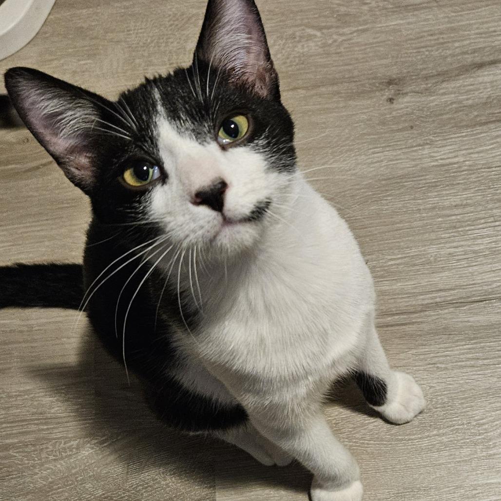 Enlarge Miro, a Adoptable Domestic Short Hair in Columbia, MO image 1/6