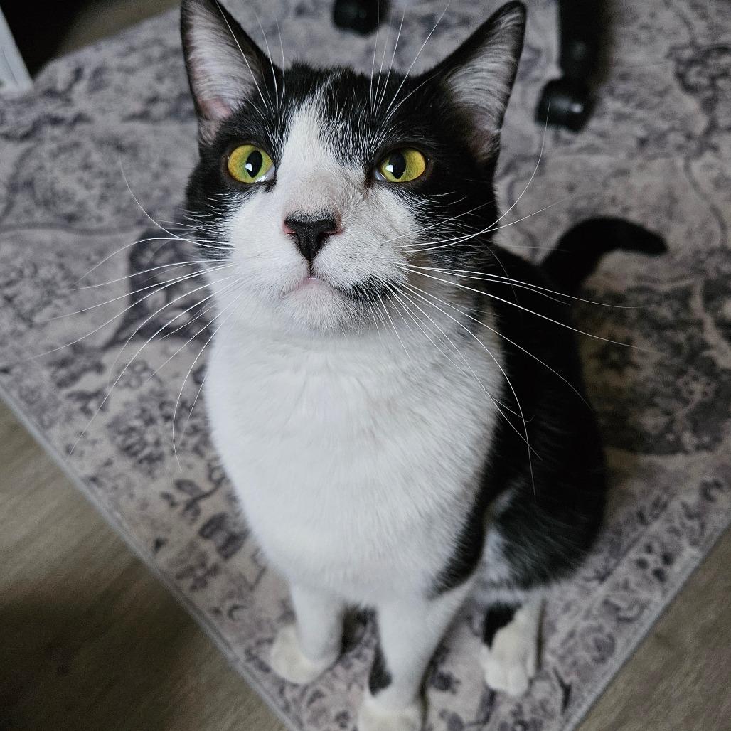 Miro, Adoptable, Young Male Domestic Short Hair.