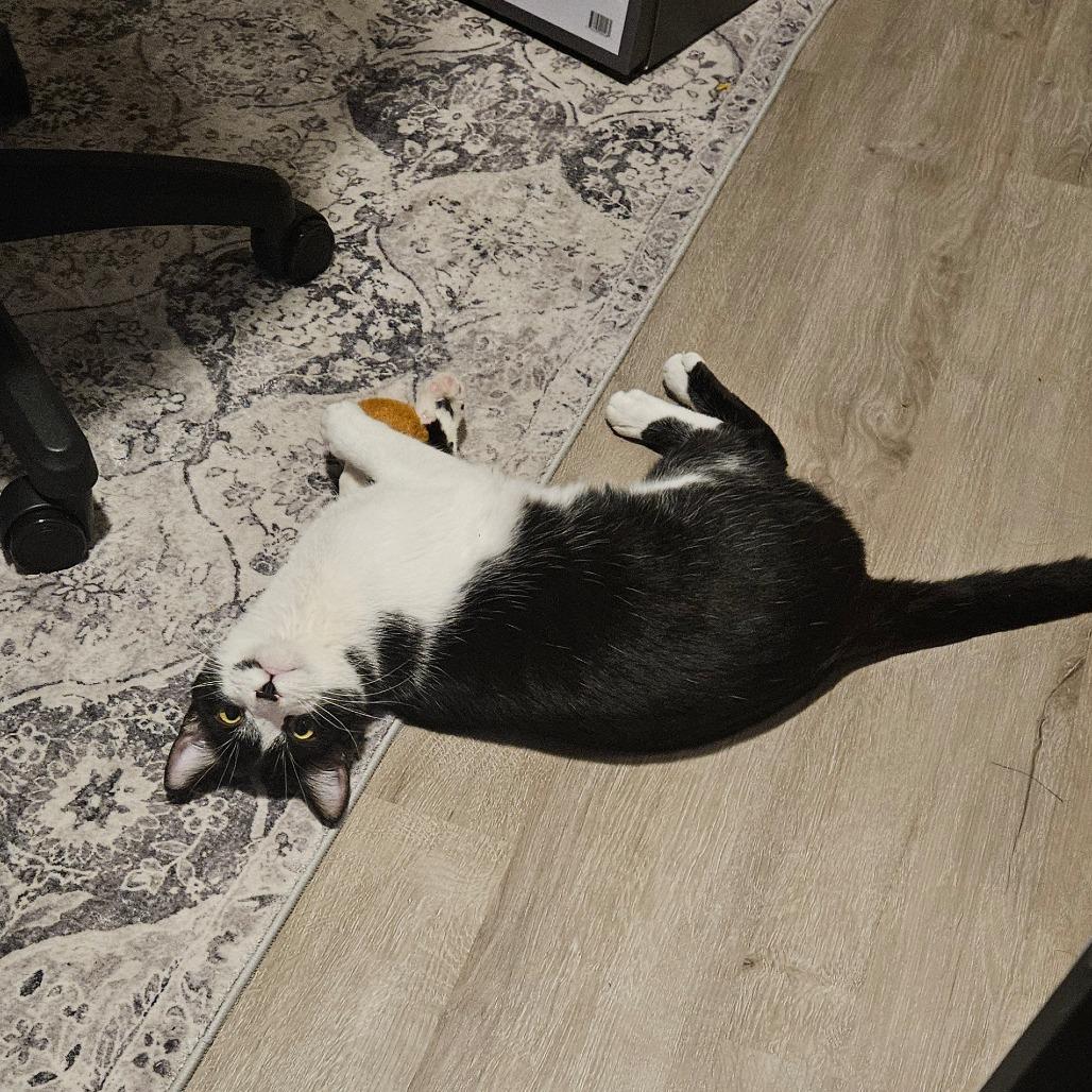 Enlarge Miro, a Adoptable Domestic Short Hair in Columbia, MO image 3/6