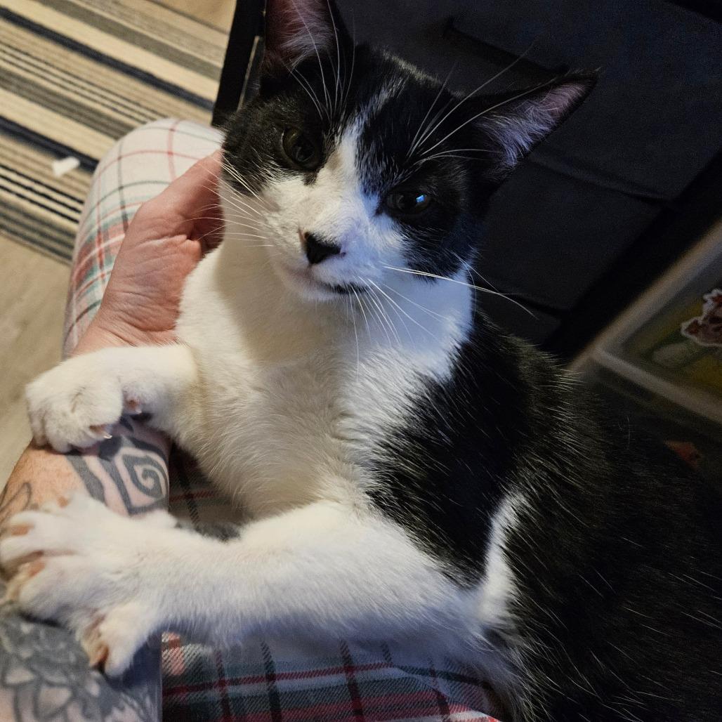 Enlarge Miro, a Adoptable Domestic Short Hair in Columbia, MO image 4/6