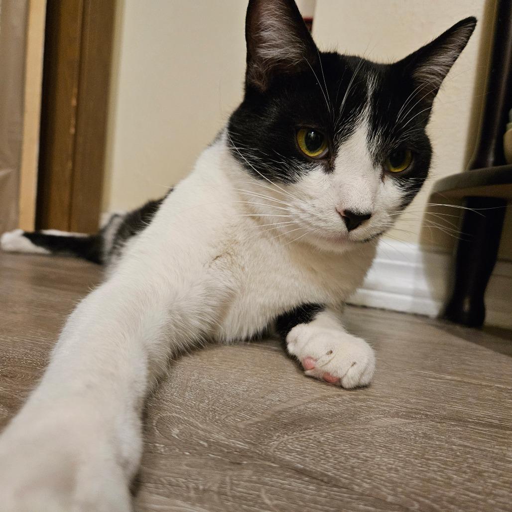 Enlarge Miro, a Adoptable Domestic Short Hair in Columbia, MO image 2/6