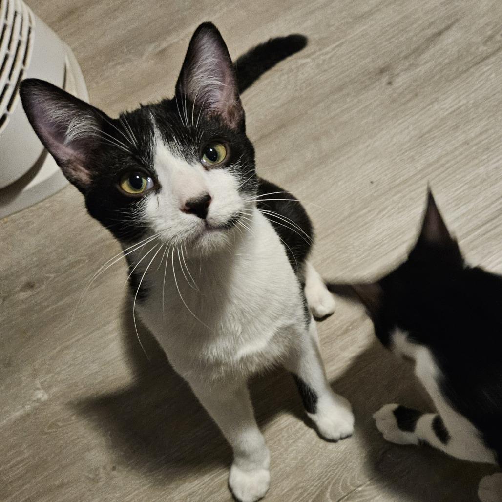 Enlarge Miro, a Adoptable Domestic Short Hair in Columbia, MO image 5/6