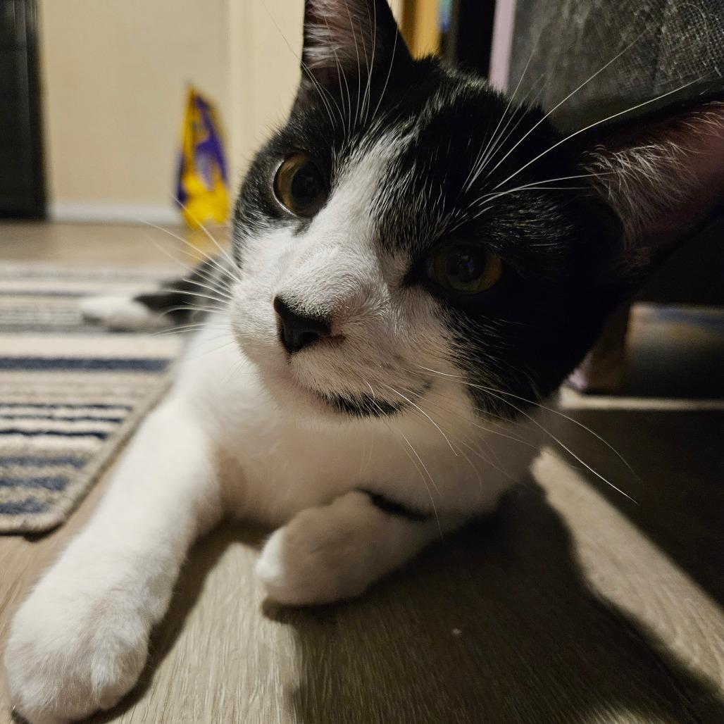 Enlarge Miro, a Adoptable Domestic Short Hair in Columbia, MO image 3/6