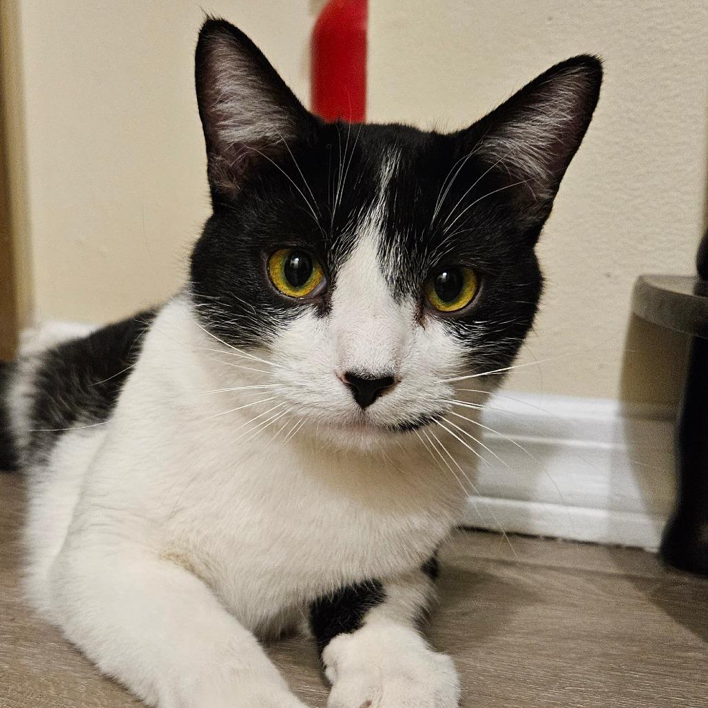 Enlarge Miro, a Adoptable Domestic Short Hair in Columbia, MO image 4/6