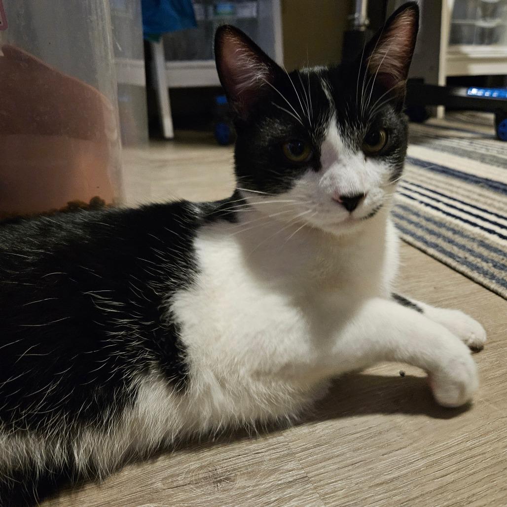 Enlarge Miro, a Adoptable Domestic Short Hair in Columbia, MO image 5/6