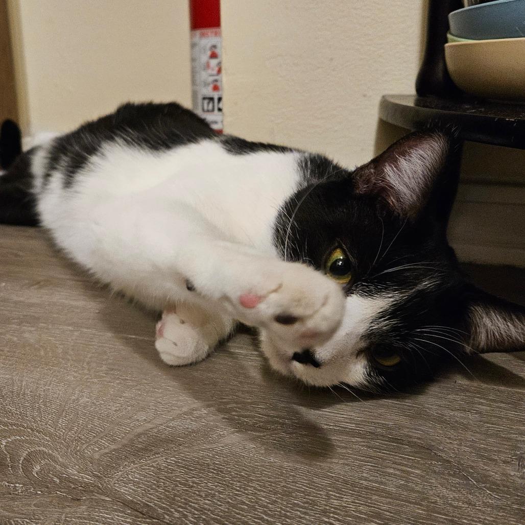 Enlarge Miro, a Adoptable Domestic Short Hair in Columbia, MO image 6/6