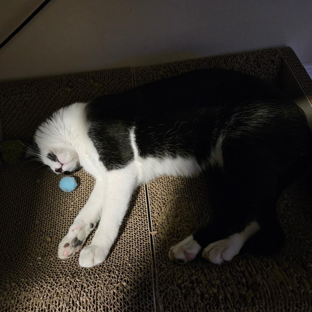 Enlarge Miro, a Adoptable Domestic Short Hair in Columbia, MO image 6/6