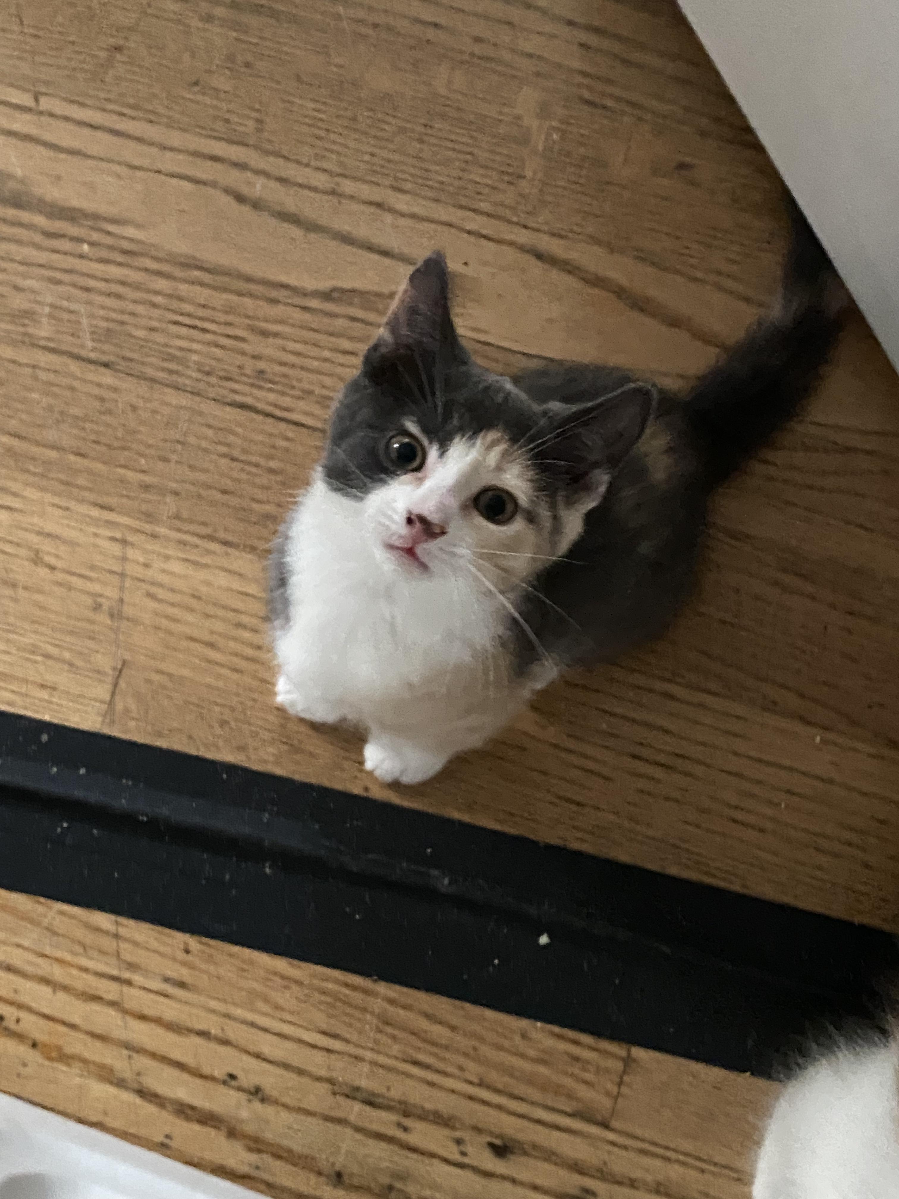 Rye, a ADOPTABLE Domestic Short Hair in New Britain, CT image 1/6