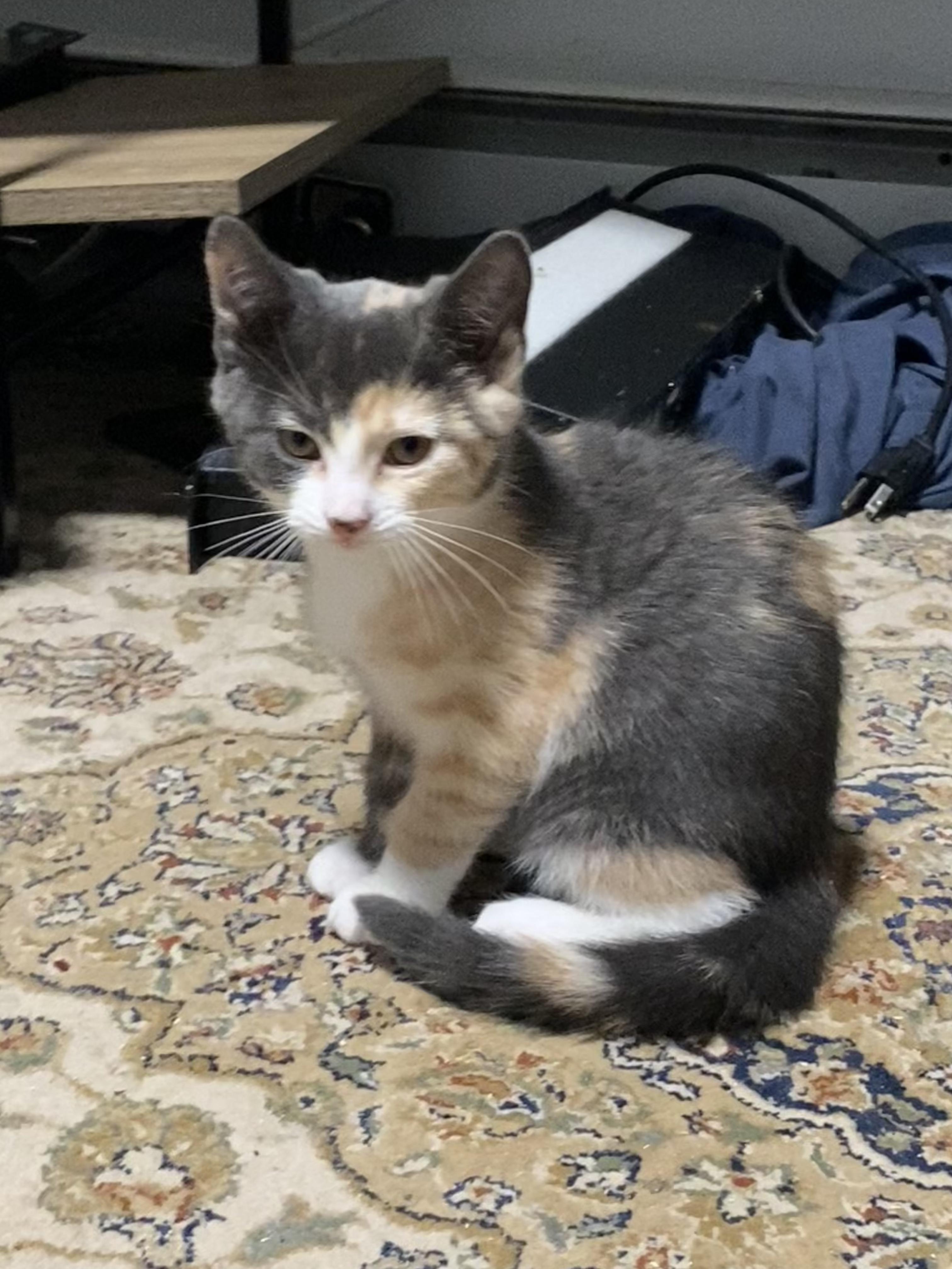 Rye, a ADOPTABLE Domestic Short Hair in New Britain, CT image 2/6