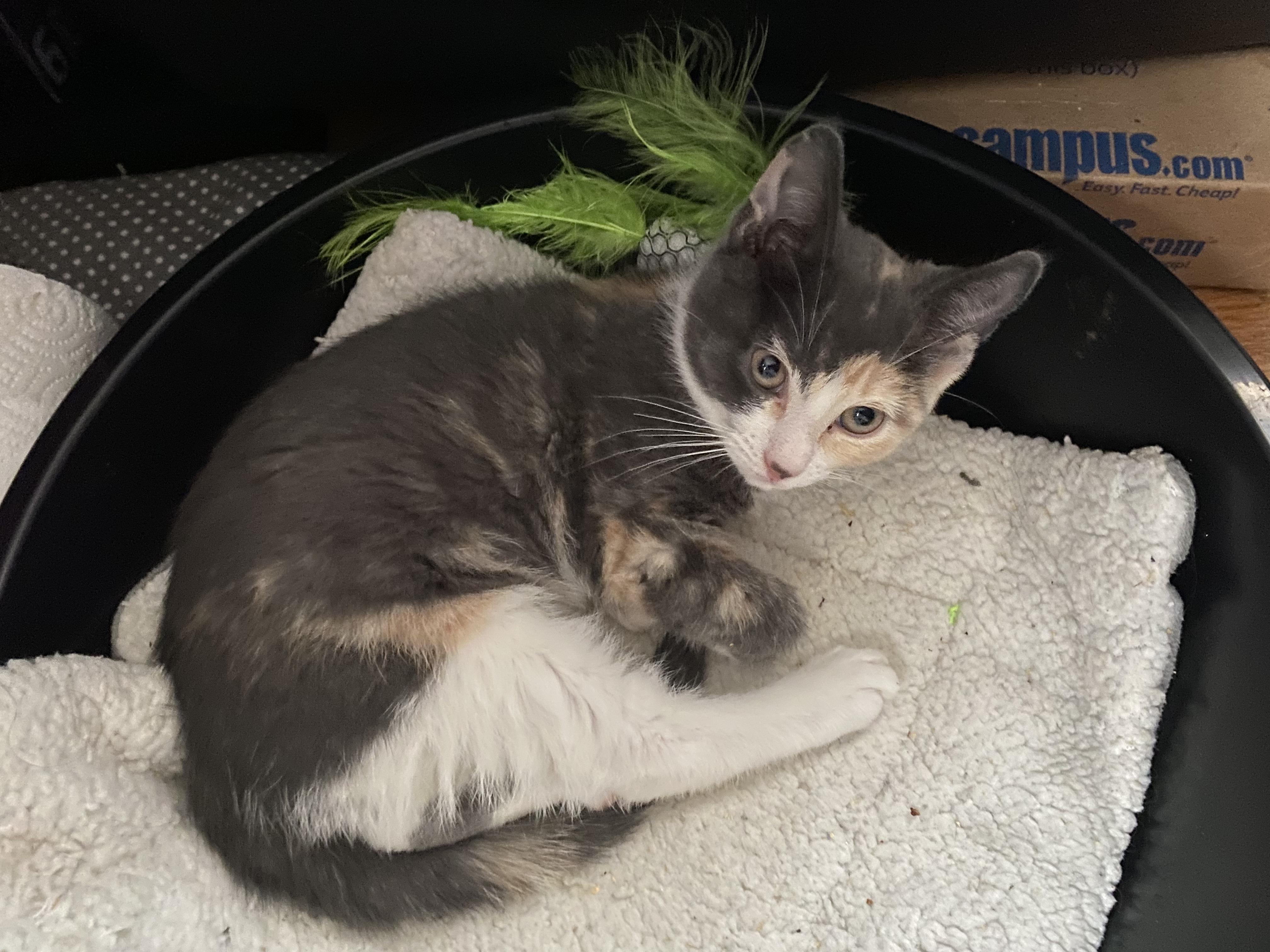 Rye, a ADOPTABLE Domestic Short Hair in New Britain, CT image 3/6