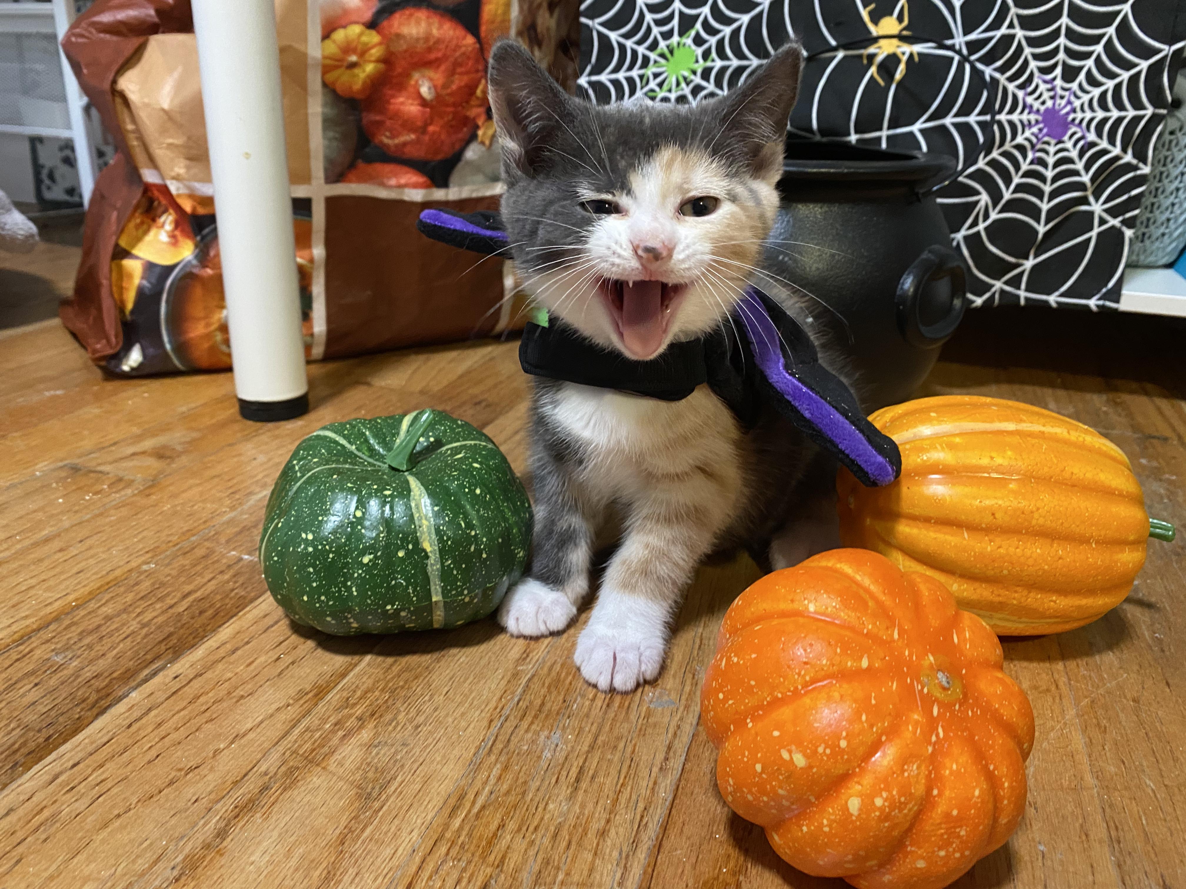 Rye, a ADOPTABLE Domestic Short Hair in New Britain, CT image 4/6