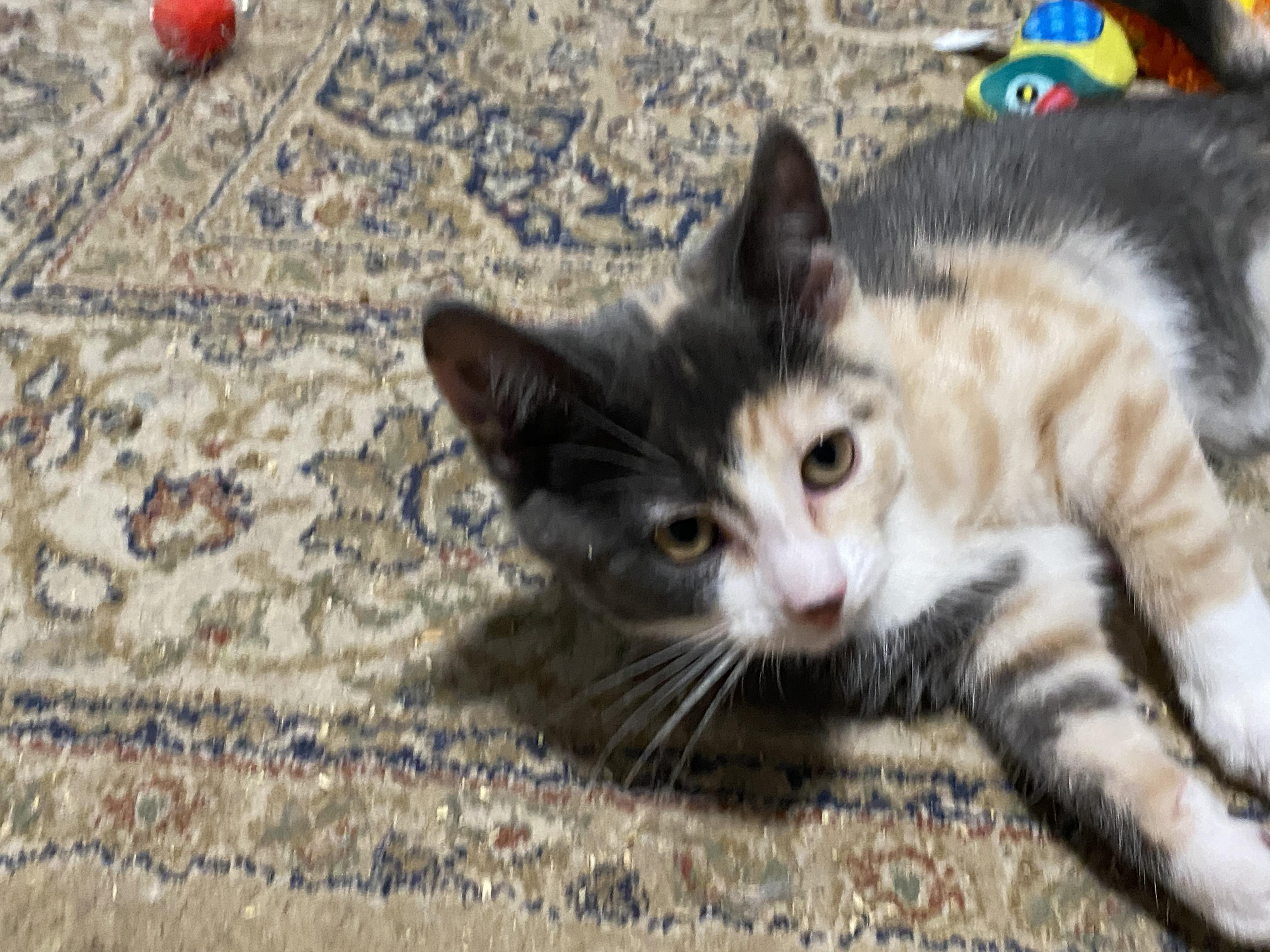 Rye, a ADOPTABLE Domestic Short Hair in New Britain, CT image 5/6