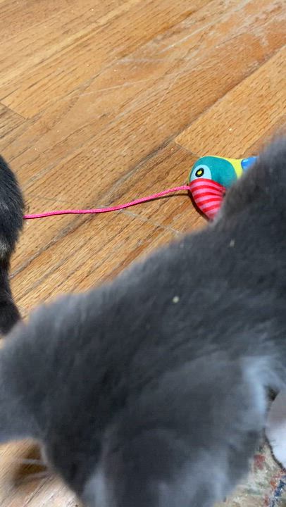 Enlarge Rye, a ADOPTABLE Domestic Short Hair in New Britain, CT video 6/6