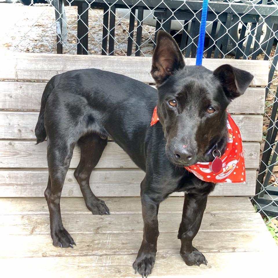 Cole, ADOPTABLE, Adult Male Mixed Breed.