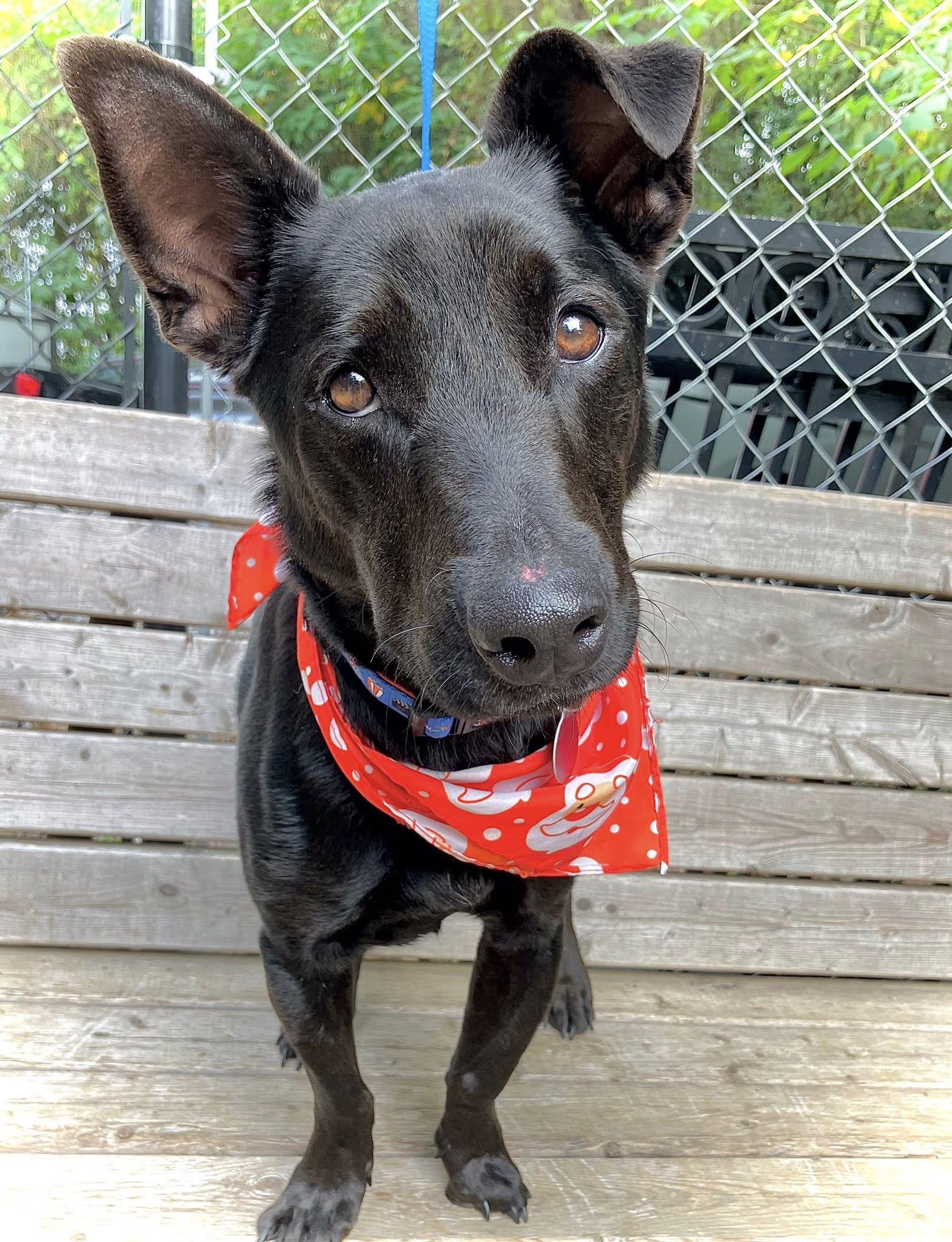 Cole, a ADOPTABLE Mixed Breed in Baton Rouge, LA image 2/2