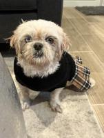 Enlarge Charlotte, an adoptable Shih Tzu in Sarasota, FL image 2/2