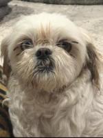 Enlarge Charlotte, an adoptable Shih Tzu in Sarasota, FL image 1/2