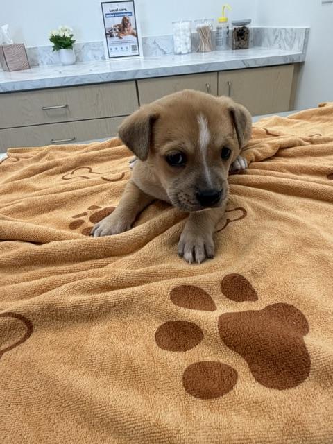 Enlarge Diesel, an adopted Chiweenie in Maitland, FL image 4/4