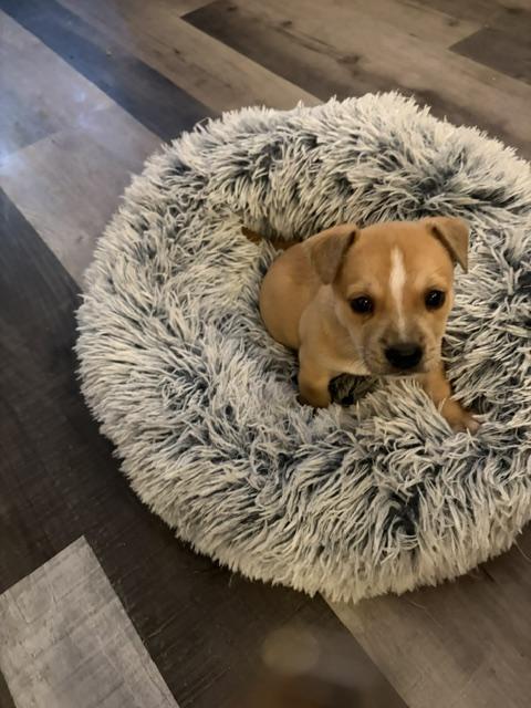 Enlarge Diesel, an adopted Chiweenie in Maitland, FL image 2/4