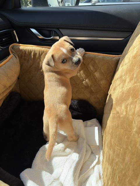 Enlarge Diesel, an adopted Chiweenie in Maitland, FL image 3/4