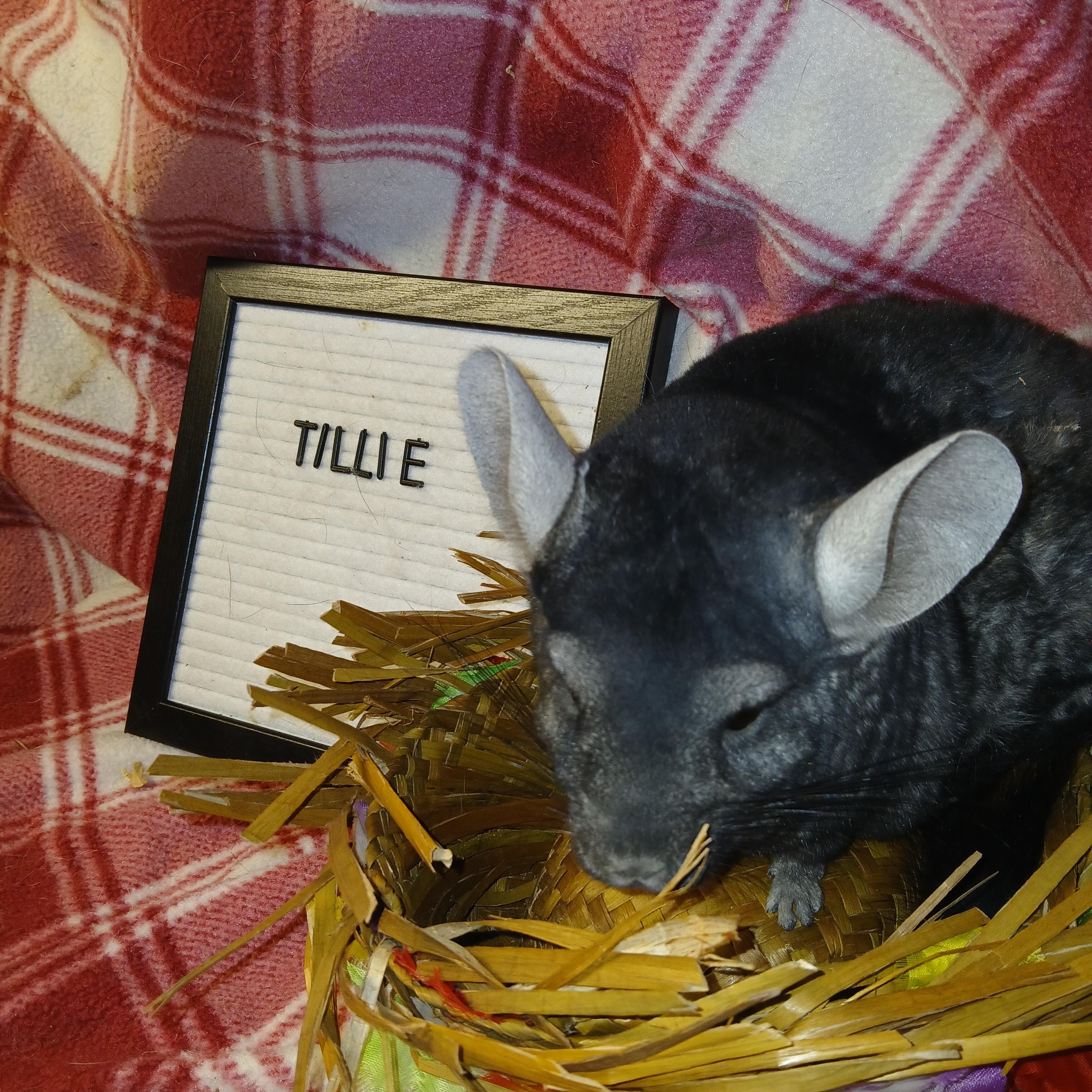Enlarge Tillie, an adoptable Chinchilla in Dearborn, MO image 6/6