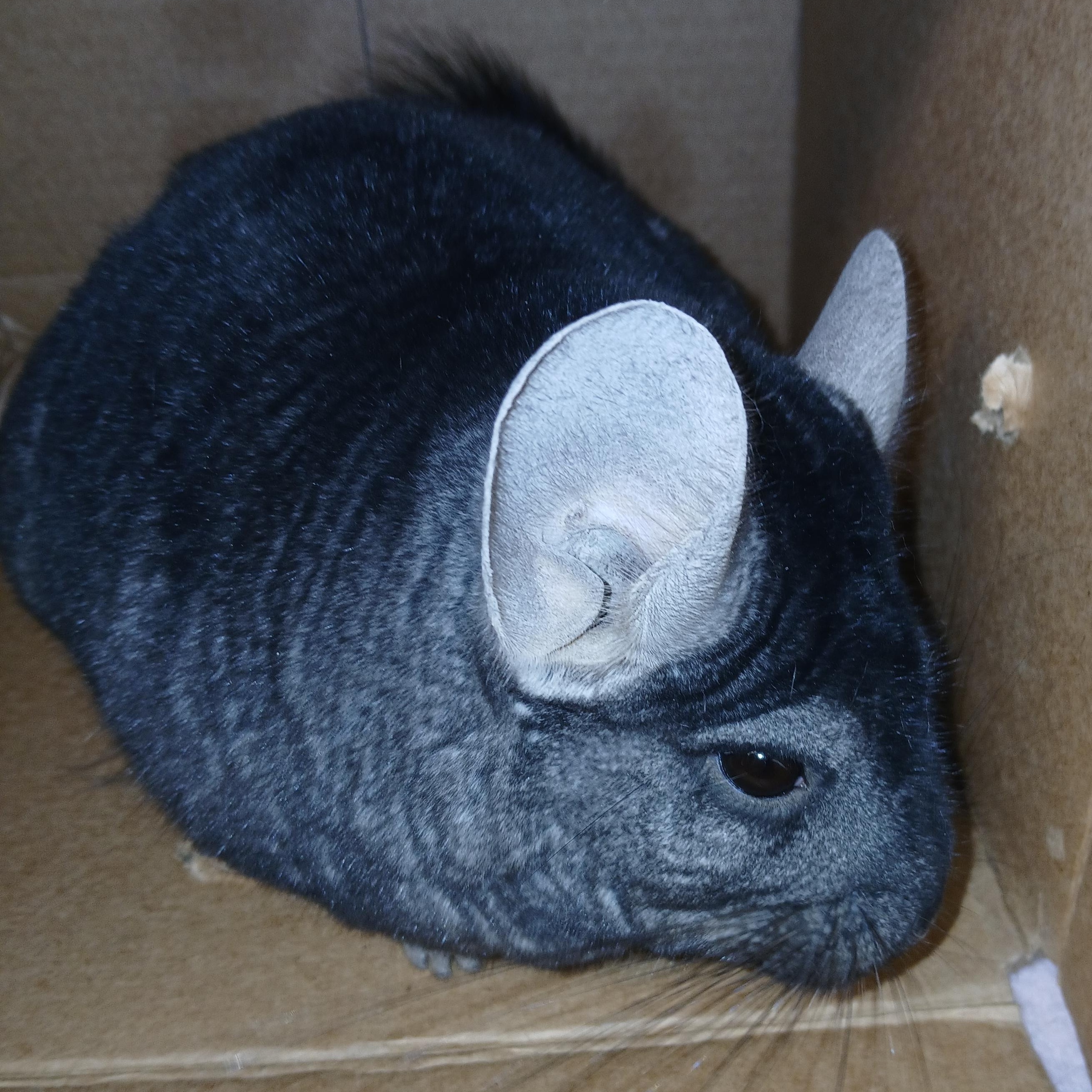 Enlarge Tillie, an adoptable Chinchilla in Dearborn, MO image 5/6
