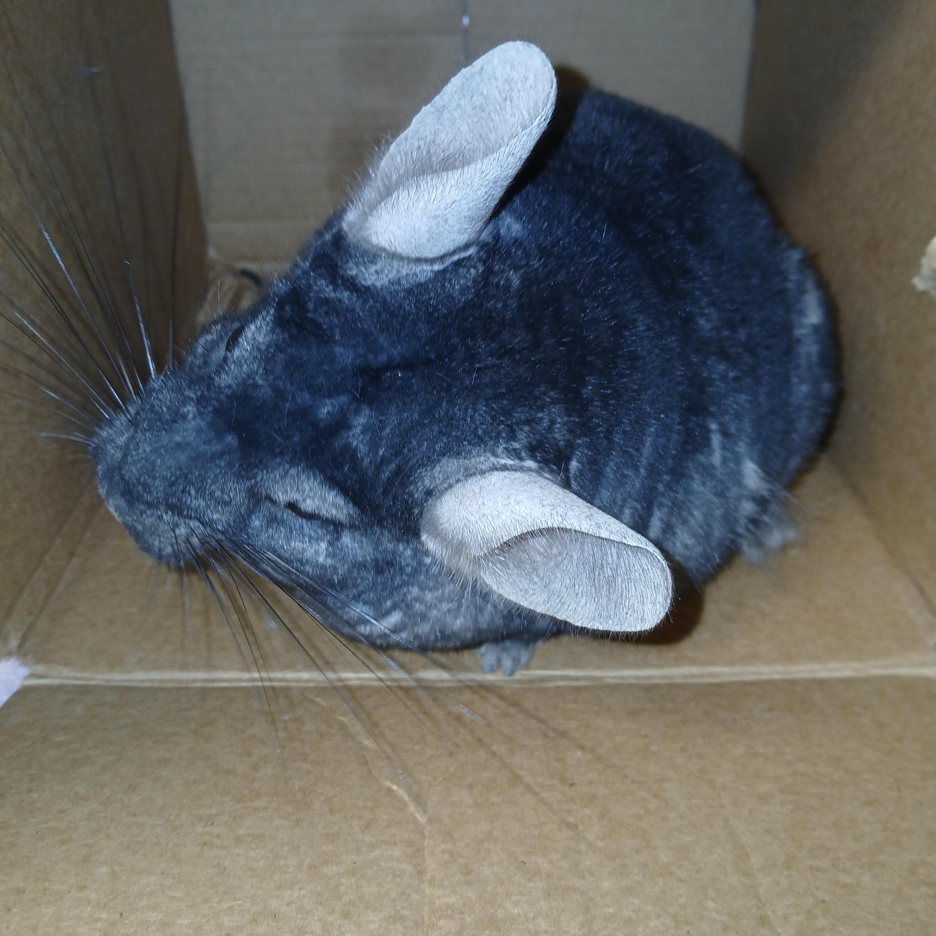 Enlarge Tillie, an adoptable Chinchilla in Dearborn, MO image 3/6