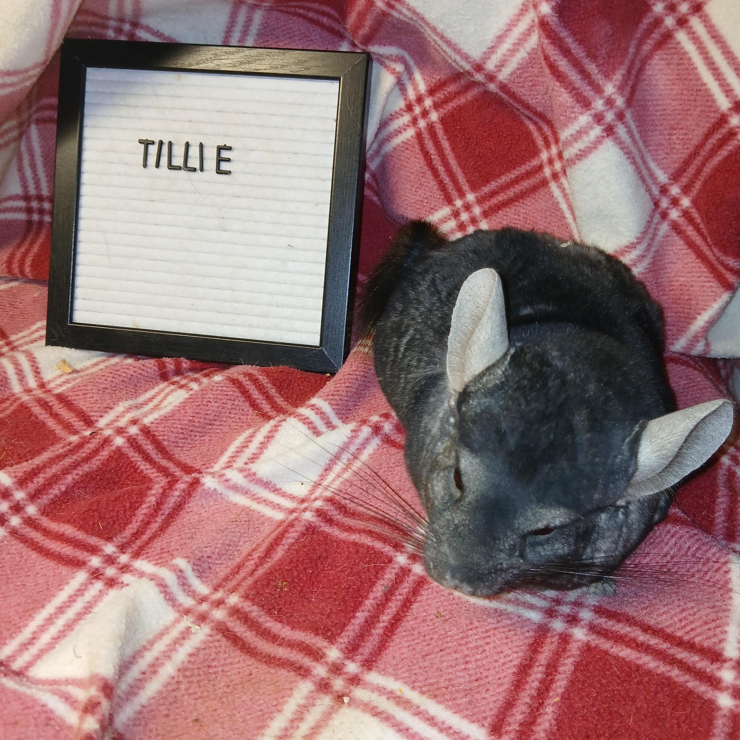 Tillie, adoptable, Adult Female Chinchilla.