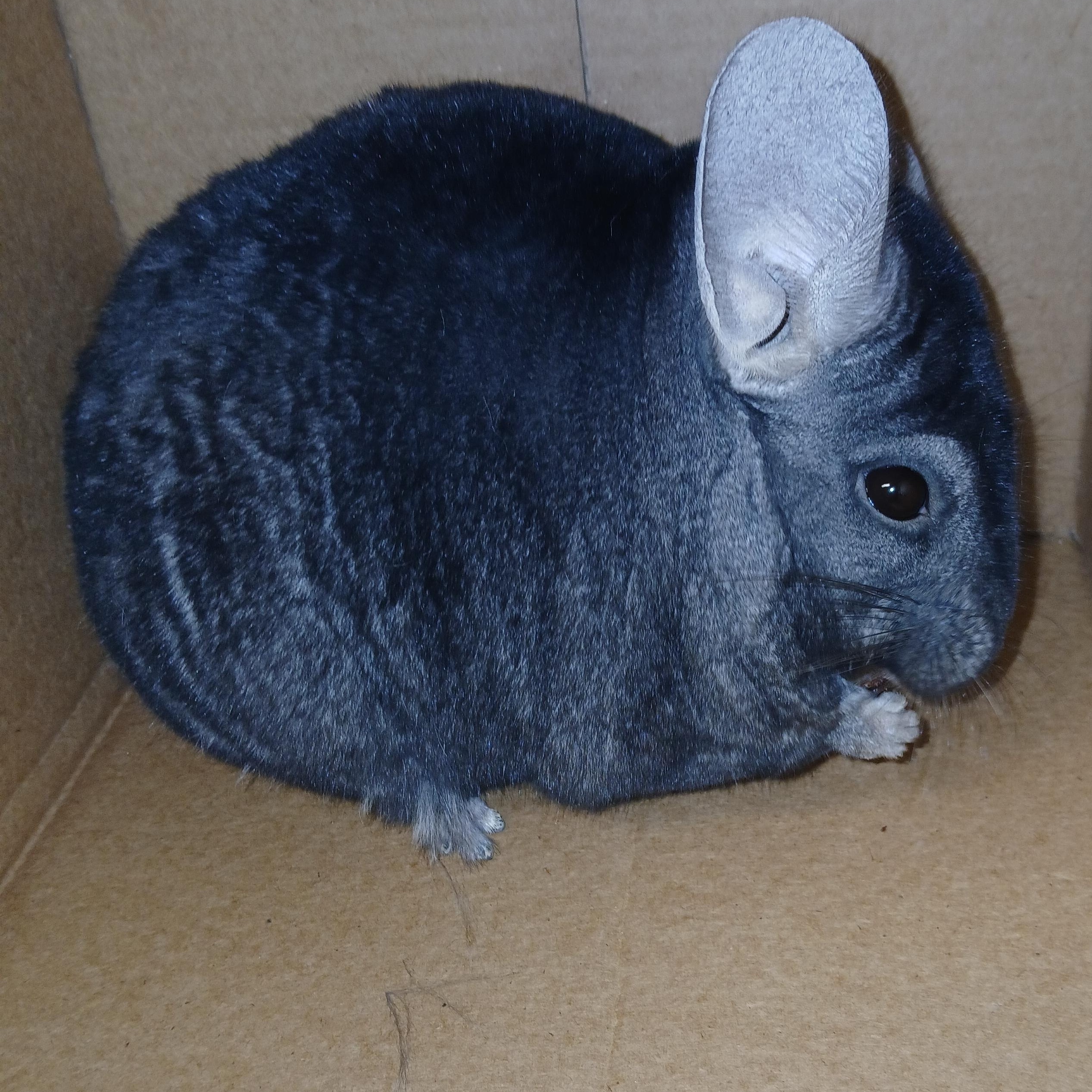 Enlarge Tillie, an adoptable Chinchilla in Dearborn, MO image 2/6