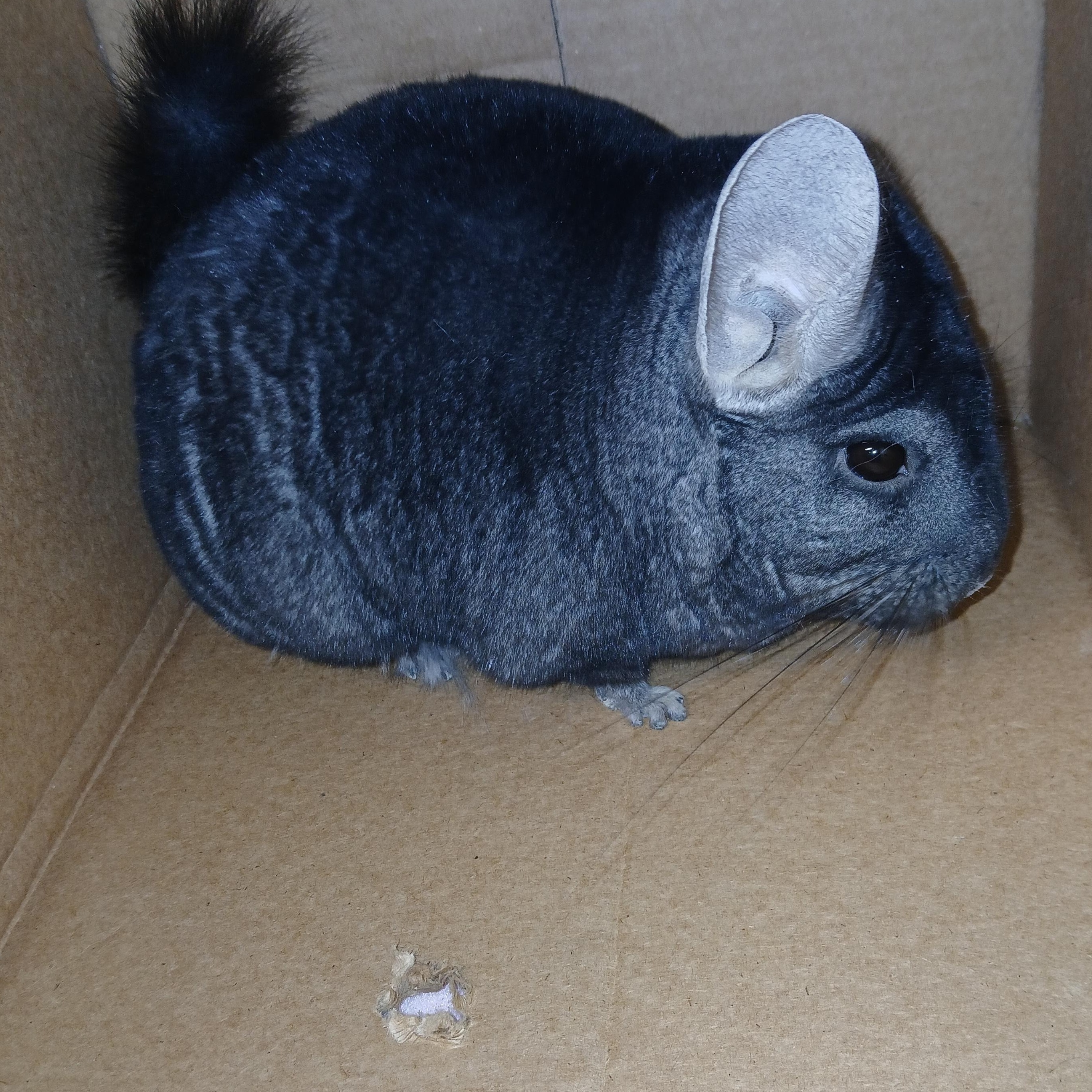 Enlarge Tillie, an adoptable Chinchilla in Dearborn, MO image 4/6