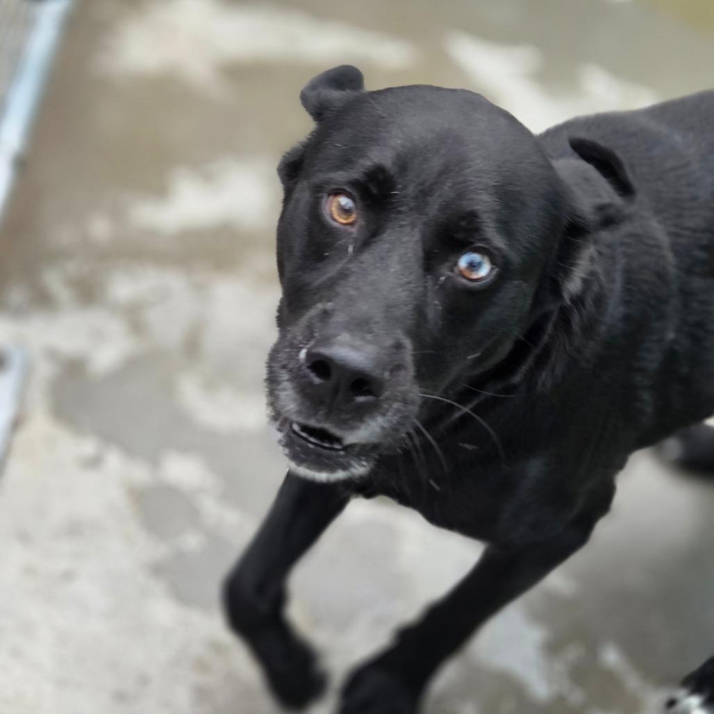 Enlarge Siracha, a Adoptable Mixed Breed in Red House, WV image 3/3
