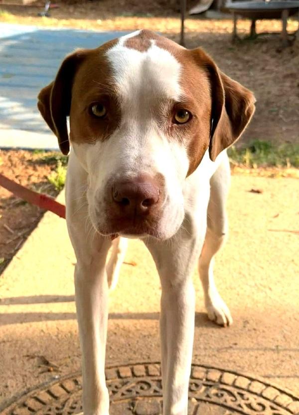 Enlarge PUMPKIN, a ADOPTABLE Mixed Breed in Pegram, TN image 4/4