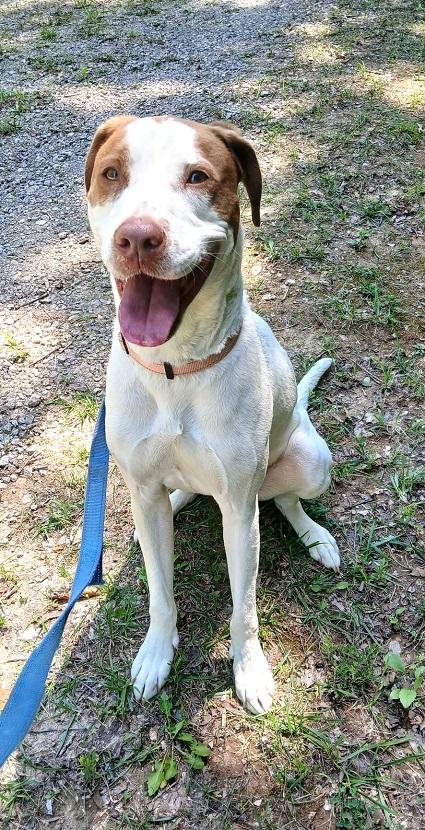 PUMPKIN, a ADOPTABLE Mixed Breed in Pegram, TN image 6/6