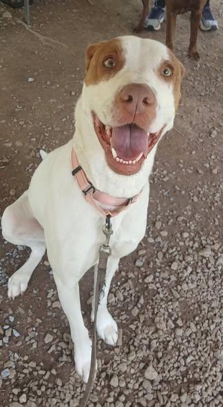 PUMPKIN, a ADOPTABLE Mixed Breed in Pegram, TN image 2/6