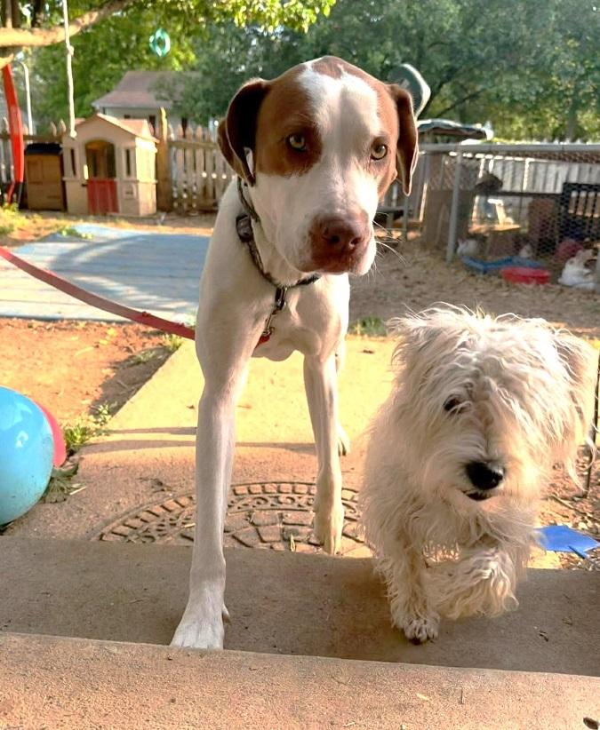 Enlarge PUMPKIN, a ADOPTABLE Mixed Breed in Pegram, TN image 2/4