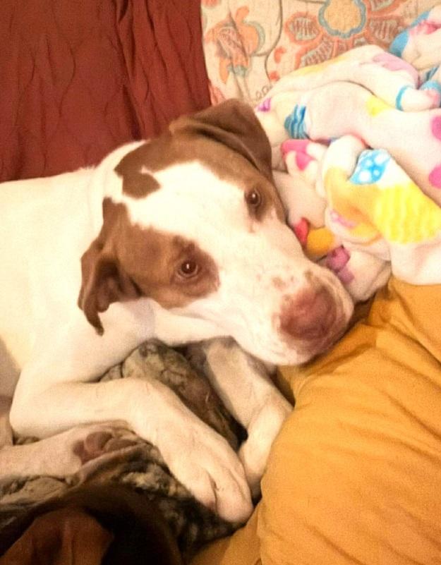 Enlarge PUMPKIN, a ADOPTABLE Mixed Breed in Pegram, TN image 3/4