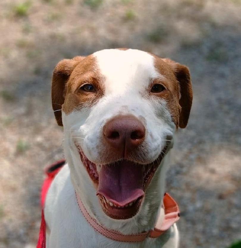 PUMPKIN, ADOPTABLE, Adult Male Mixed Breed.