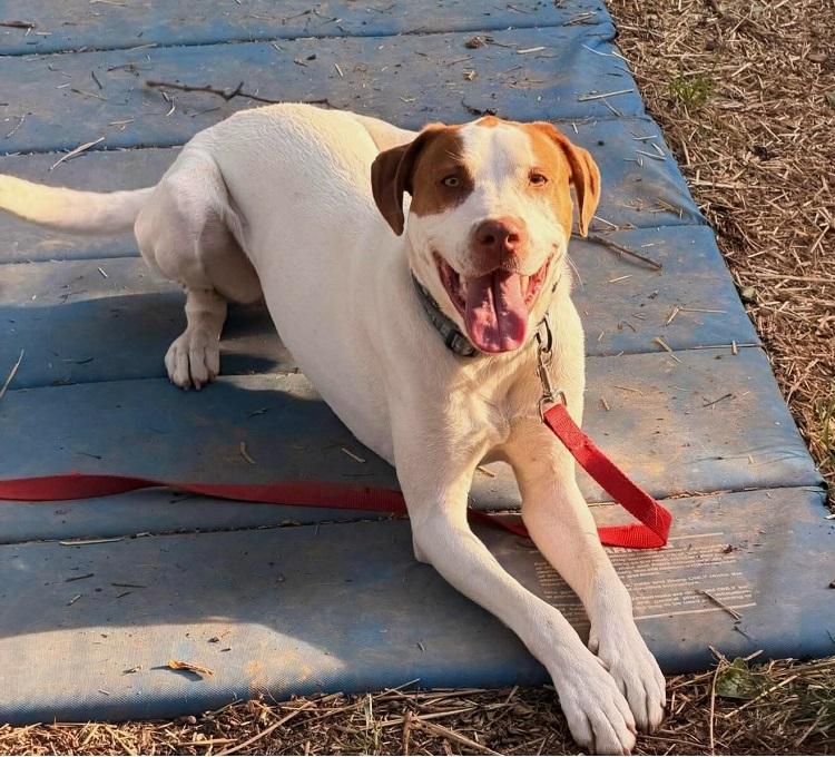 Enlarge PUMPKIN, a ADOPTABLE Mixed Breed in Pegram, TN image 1/4
