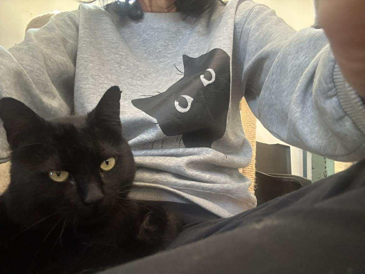 Enlarge Eugene, a ADOPTABLE Domestic Short Hair in Huntington, NY image 4/4