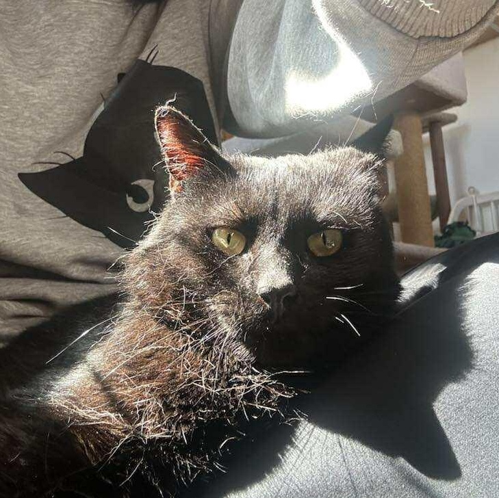 Enlarge Eugene, a ADOPTABLE Domestic Short Hair in Huntington, NY image 1/4