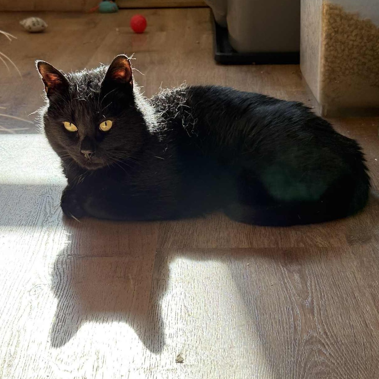 Enlarge Eugene, a ADOPTABLE Domestic Short Hair in Huntington, NY image 2/4