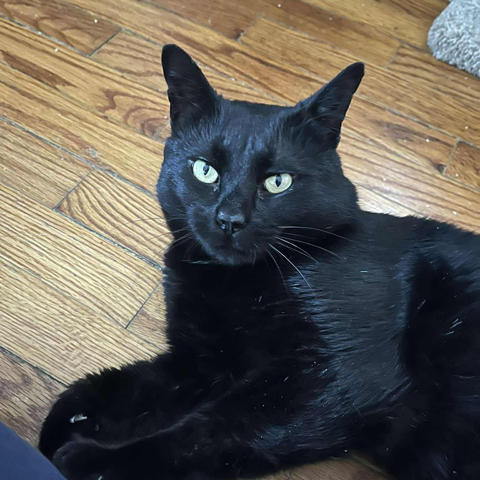 Enlarge Eugene, a ADOPTABLE Domestic Short Hair in Huntington, NY image 3/4