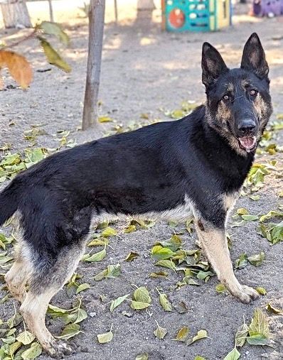 Sergeant, a Adoptable German Shepherd Dog in Agua Dulce, CA image 1/3
