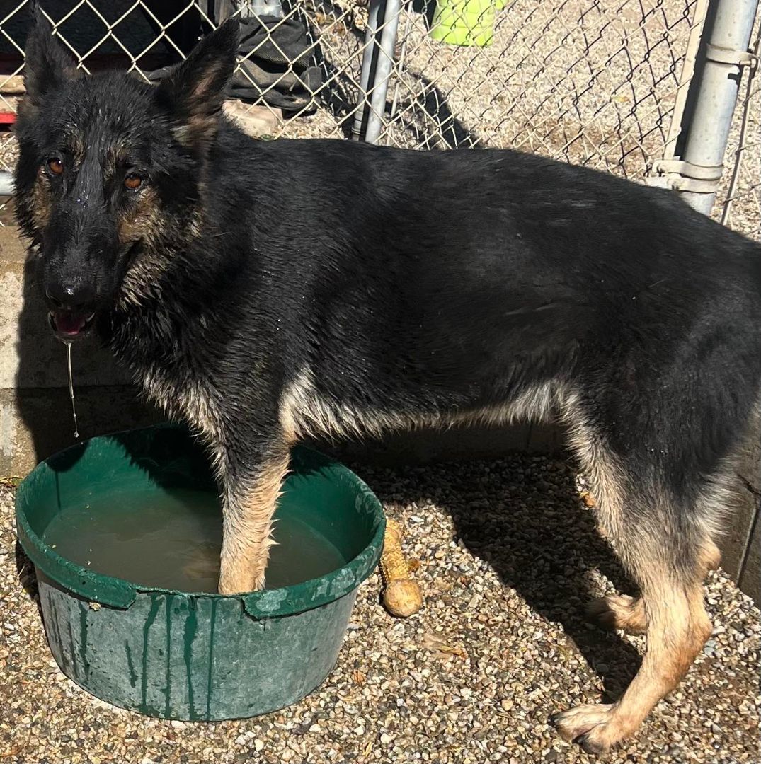 Sergeant, a Adoptable German Shepherd Dog in Agua Dulce, CA image 2/3