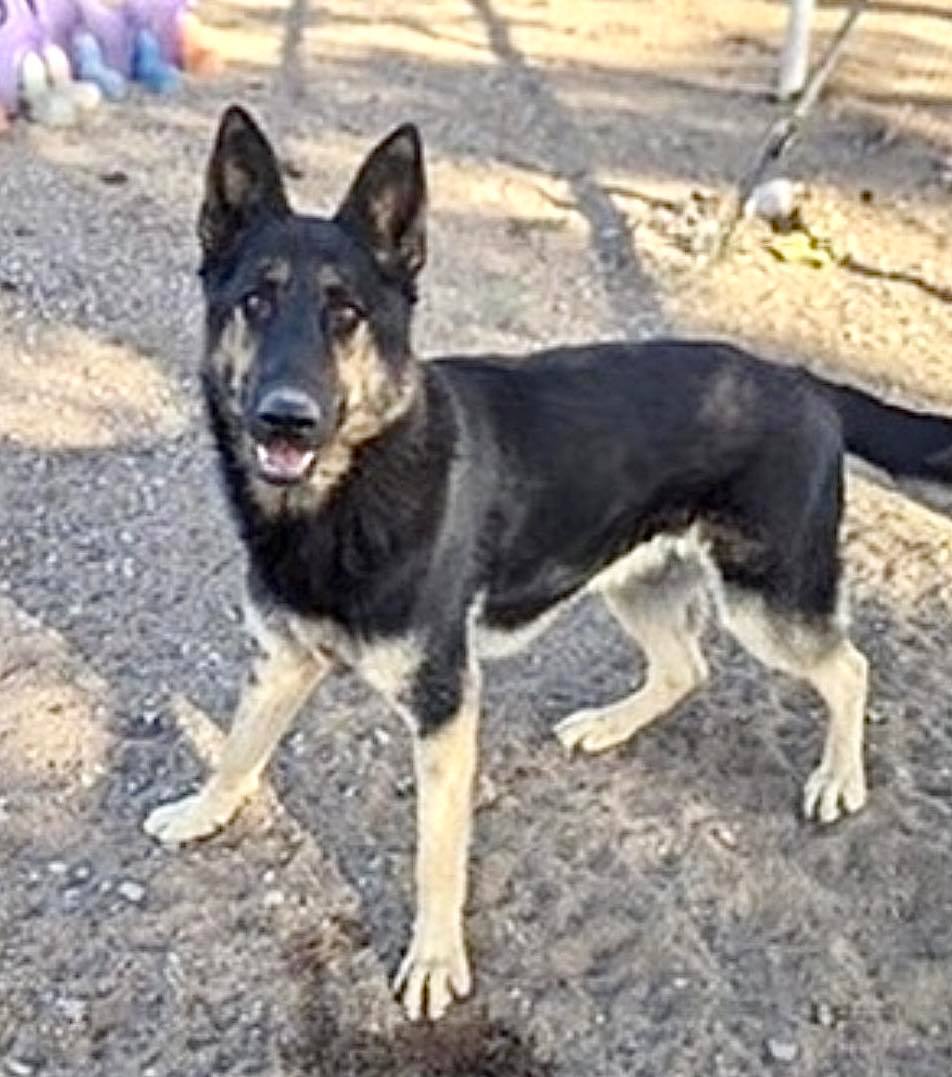Sergeant, a Adoptable German Shepherd Dog in Agua Dulce, CA image 3/3