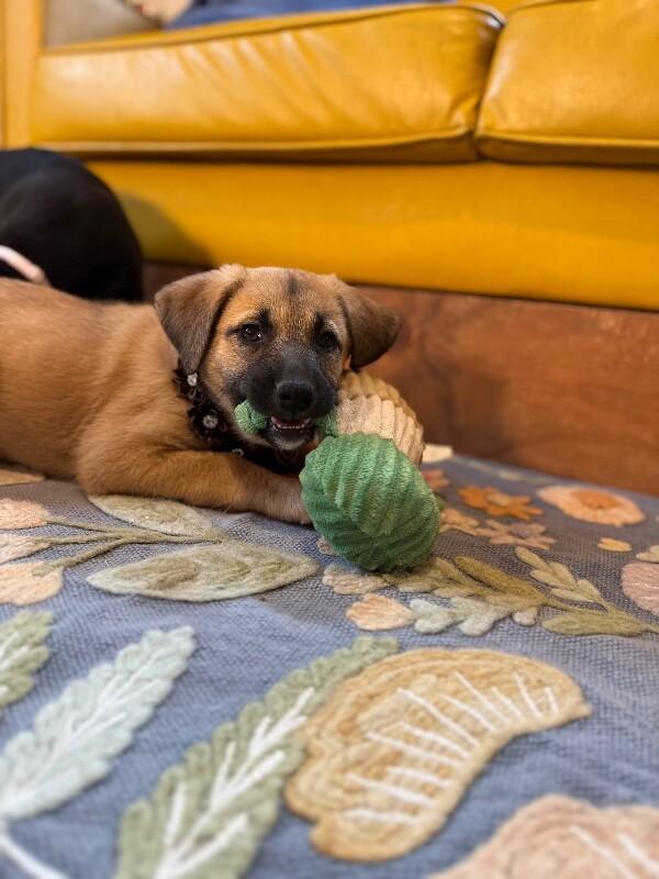 Gus Goofy boy — thumbnail 2