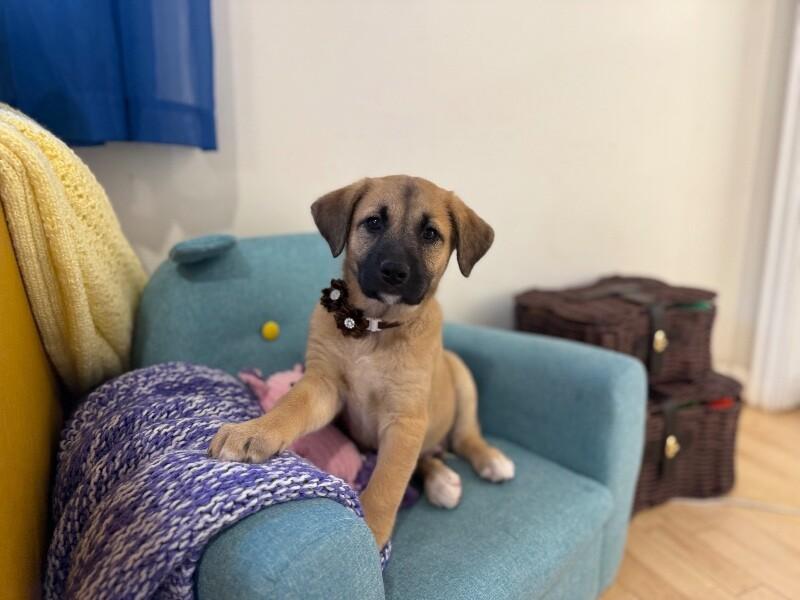 Gus Goofy boy — thumbnail 4